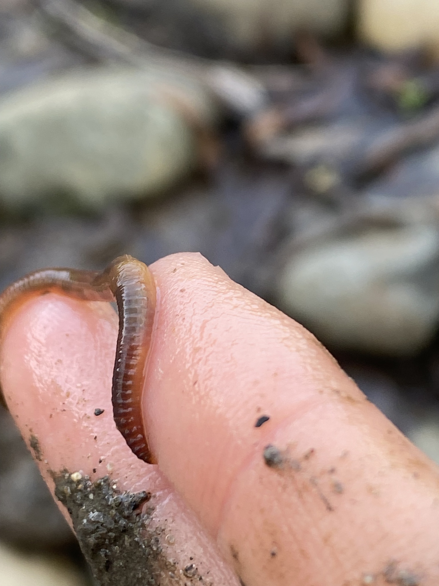 Eiseniella tetraedra (Savigny, 1826)