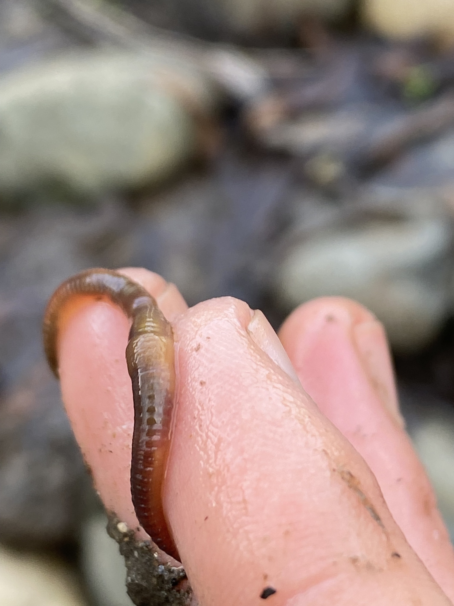 Eiseniella tetraedra (Savigny, 1826)