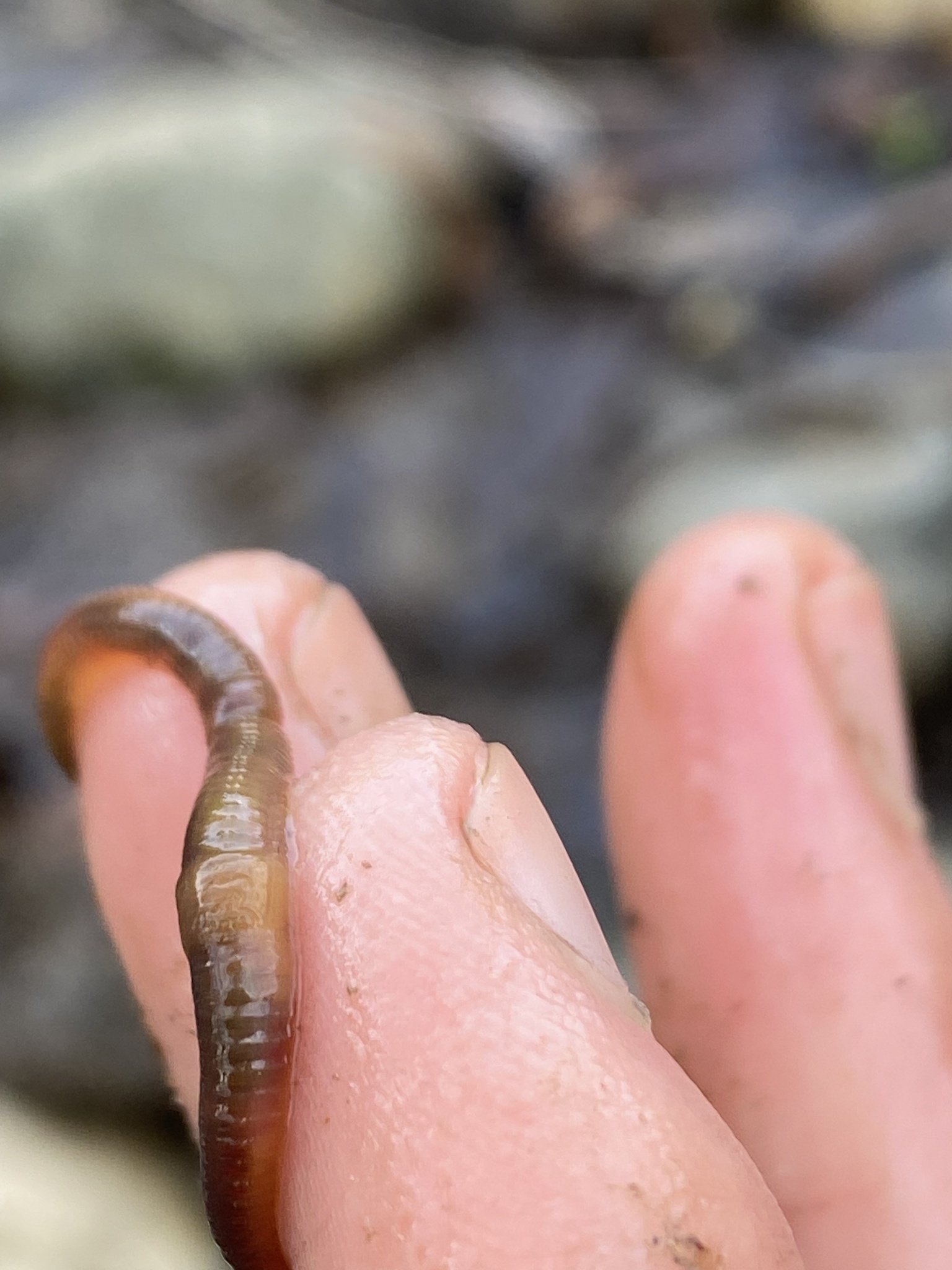 Eiseniella tetraedra (Savigny, 1826)