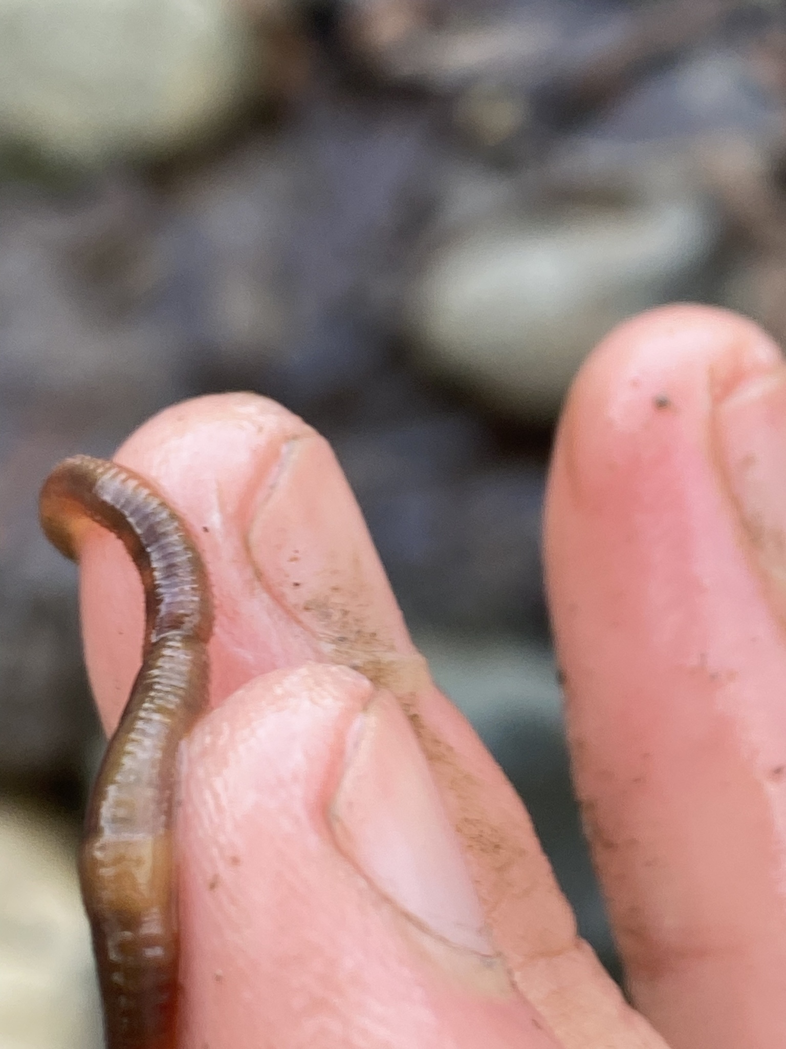 Eiseniella tetraedra (Savigny, 1826)