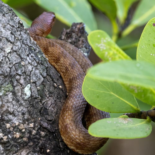 Saltmarsh Snake