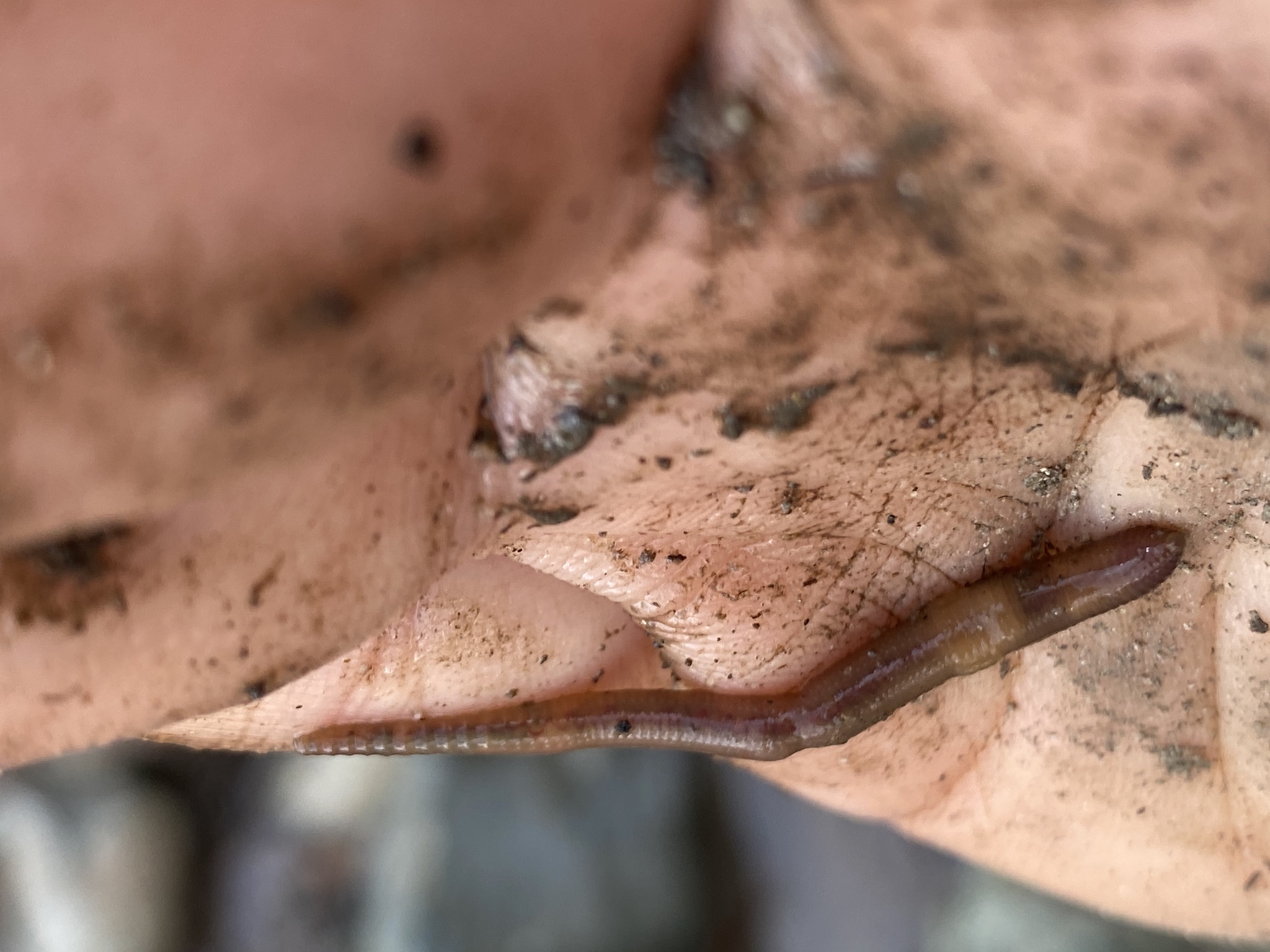 Eiseniella tetraedra (Savigny, 1826)