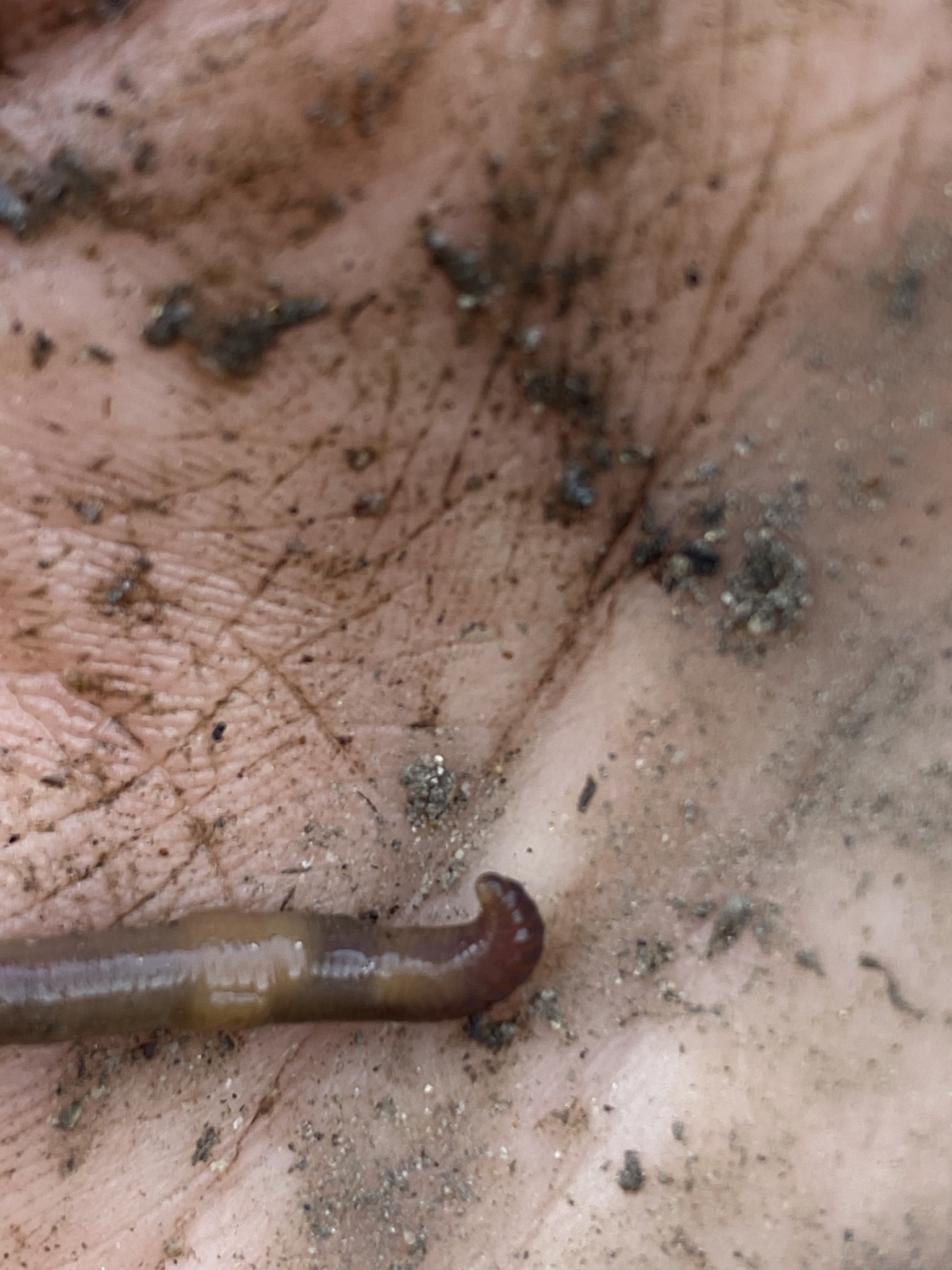 Eiseniella tetraedra (Savigny, 1826)
