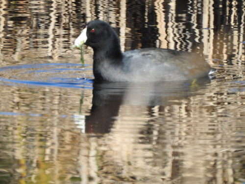 American Coot photographed in South Carolina