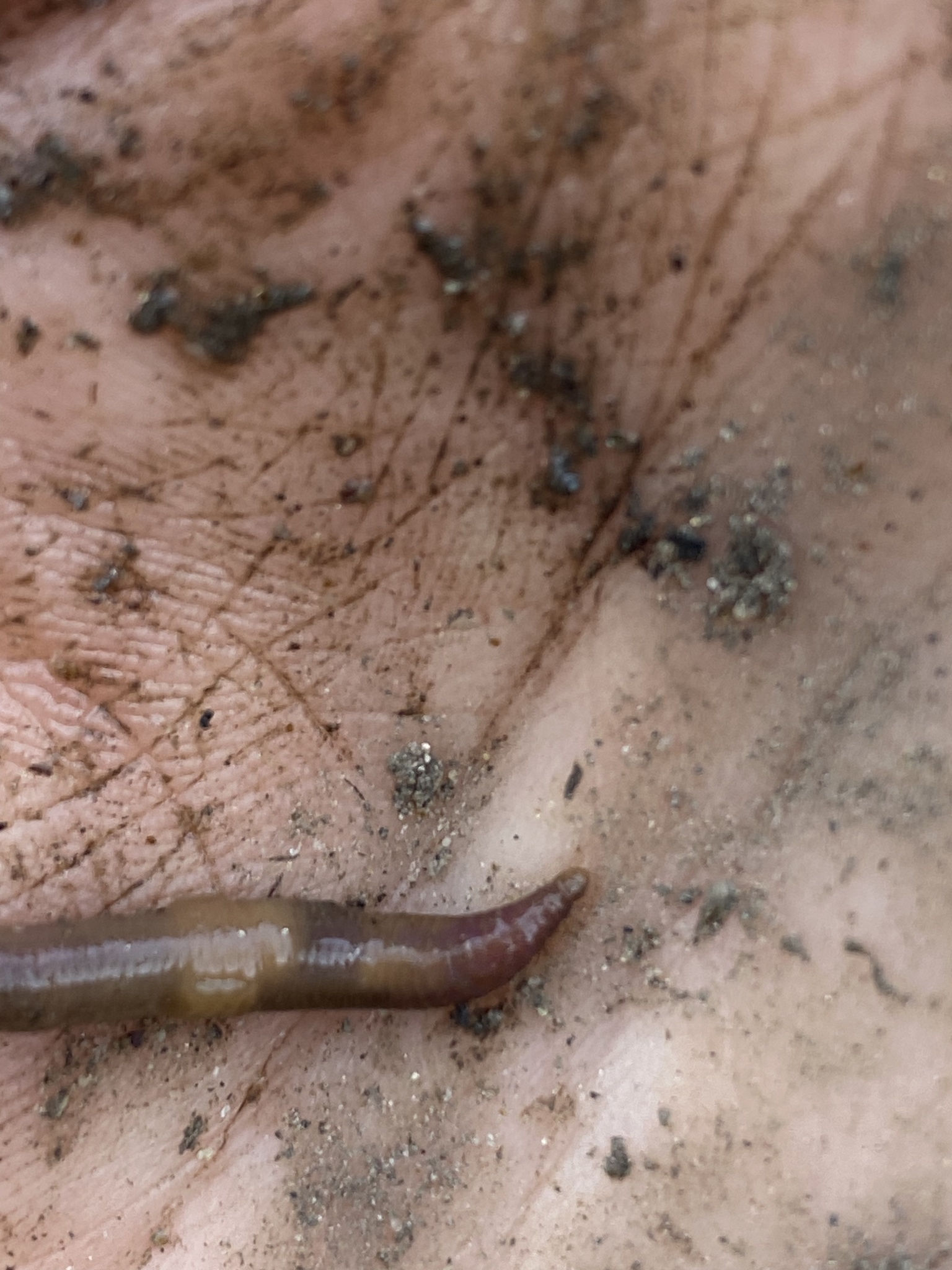 Eiseniella tetraedra (Savigny, 1826)
