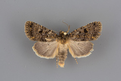 Synorthodes typhedana