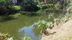 Oreochromis niloticus