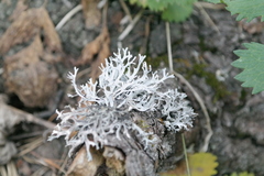 Pseudevernia