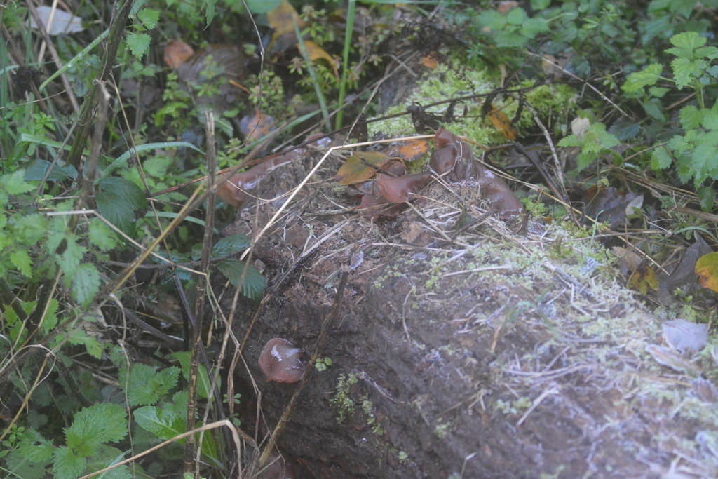 Auricularia auricula-judae · November 2025 · photo: © matthewvosper (iNaturalist, cc-by)