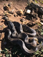 Pantherophis obsoletus