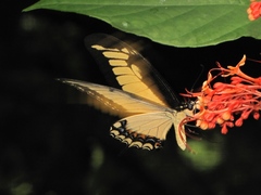 Heraclides androgeus