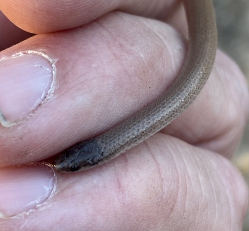 Flathead Snake