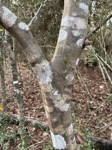 Foto de Carpinus caroliniana