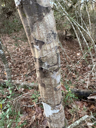 Foto de Carpinus caroliniana