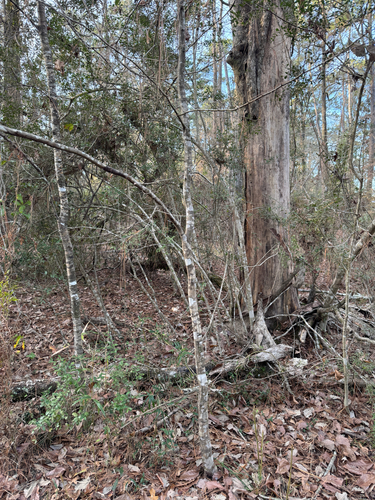 Foto de Carpinus caroliniana