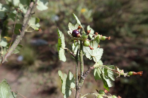 Ribes ciliatum (Ribes ciliatum)