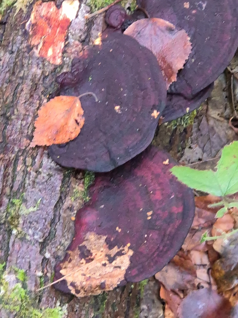 Daedaleopsis confragosa · January 2026 · photo: © mattnewnham (iNaturalist, cc0)