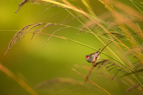 Red-browed Finch (Neochmia temporalis), photo 4
