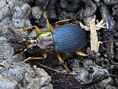 Chlaenius aestivus