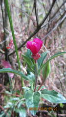 Oenothera deserticola