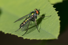 Condylostylus caudatus