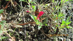 Oenothera deserticola