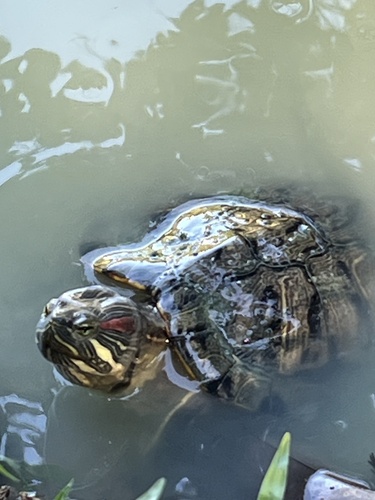 Trachemys scripta