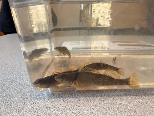 Variegate darter (Etheostoma variatum) — Percidae