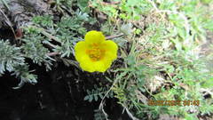 Potentilla candicans