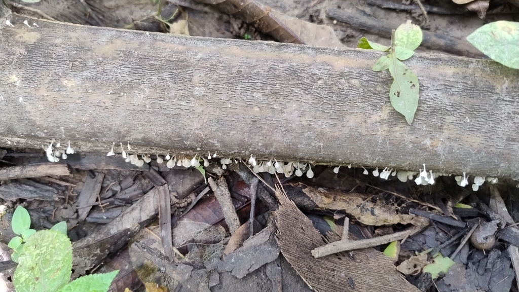 Calyptella longipes · December 2025 · photo: © biomartita (iNaturalist, cc-by)