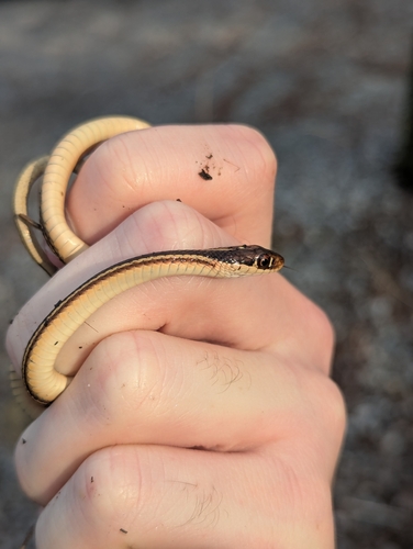 Western Ribbon Snake