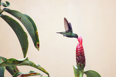 Glittering-Throated Emerald photo 1