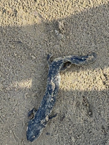 Common Mudpuppy observed by tungsten_talons
