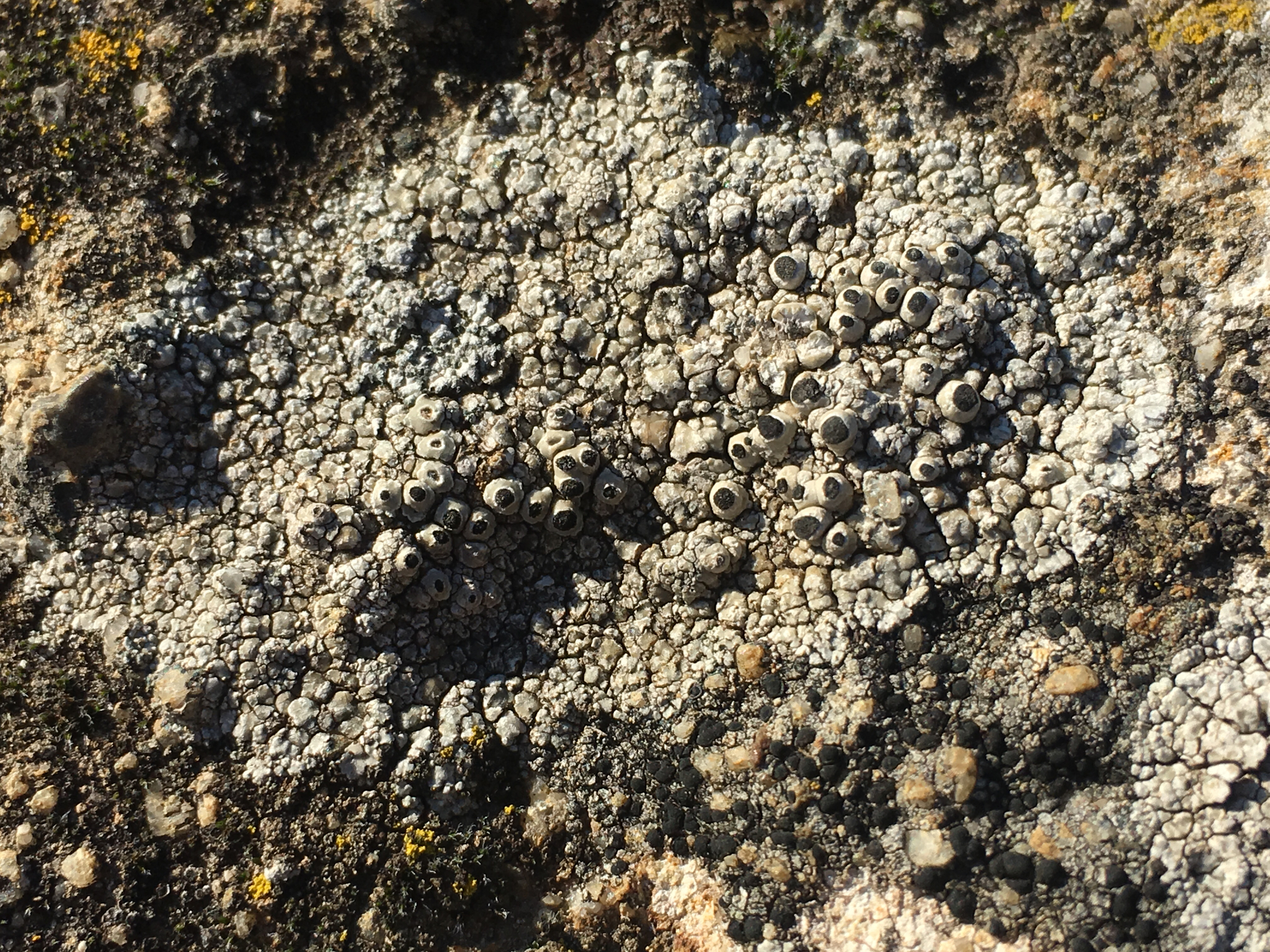 Thelomma mammosum image