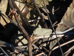 Ocnerodes fallaciosus