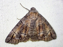 Dysbatus stenodesma