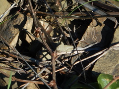 Ocnerodes fallaciosus