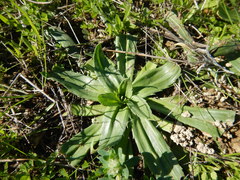 Plantago serraria