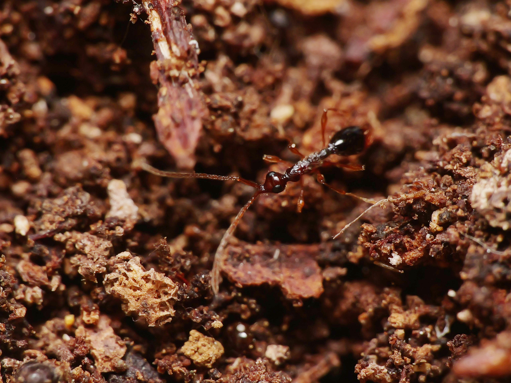 Dissoxylabis