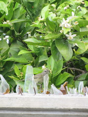 Leiothlypis celata
