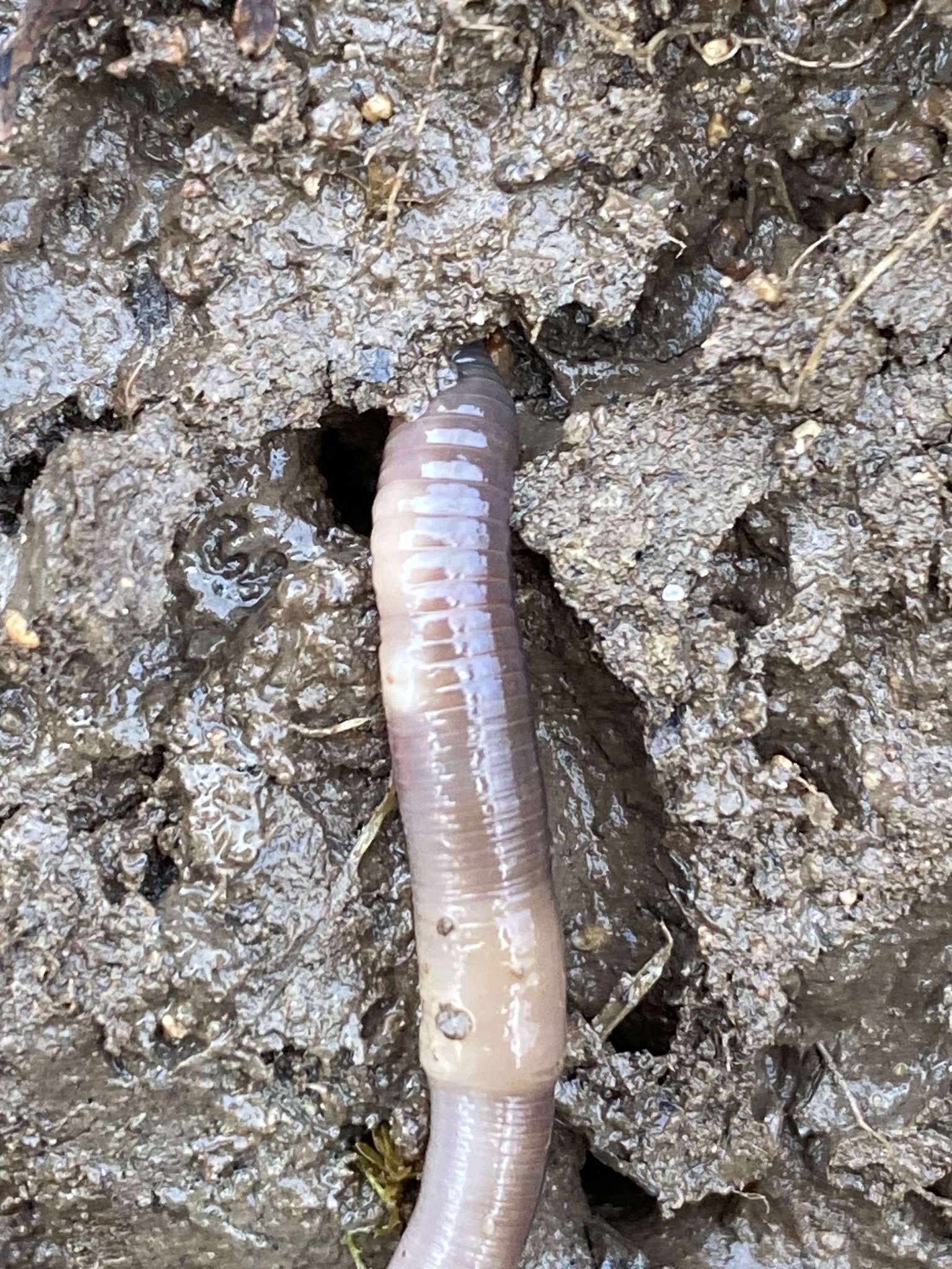 Aporrectodea caliginosa trapezoides (Dugés, 1828)