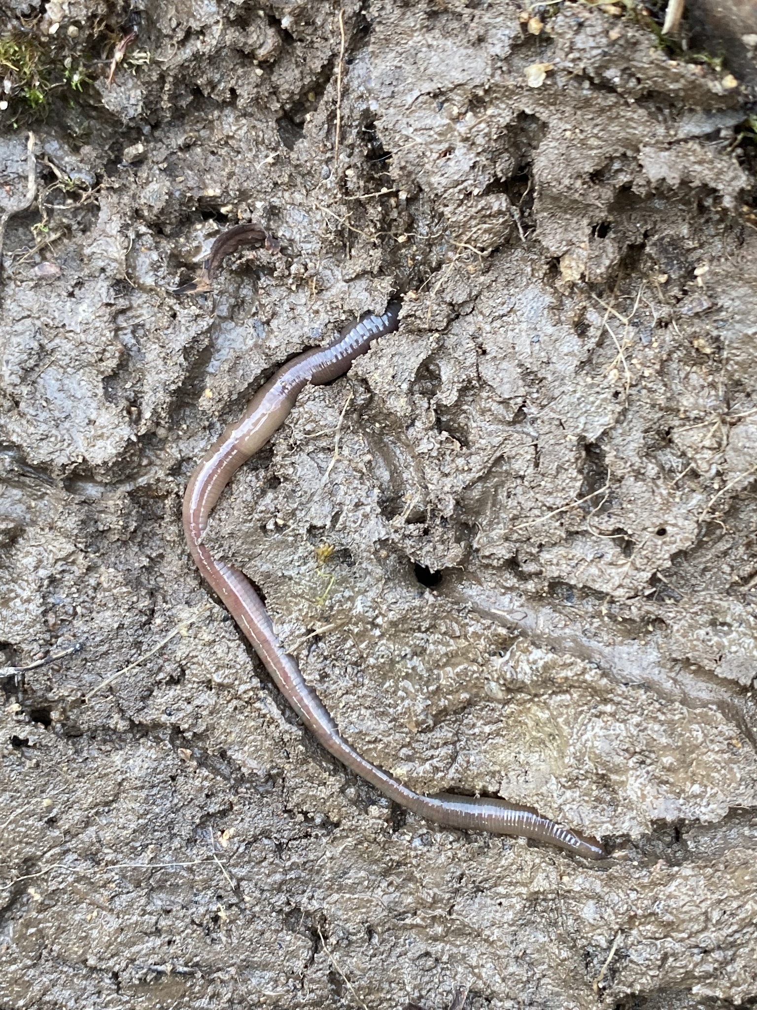 Aporrectodea caliginosa trapezoides (Dugés, 1828)
