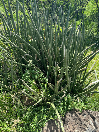 Dracaena angolensis observed 2026-01-11