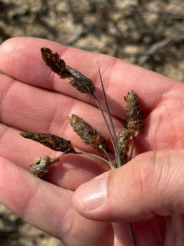 Marsh Fimbry (Fimbristylis castanea)