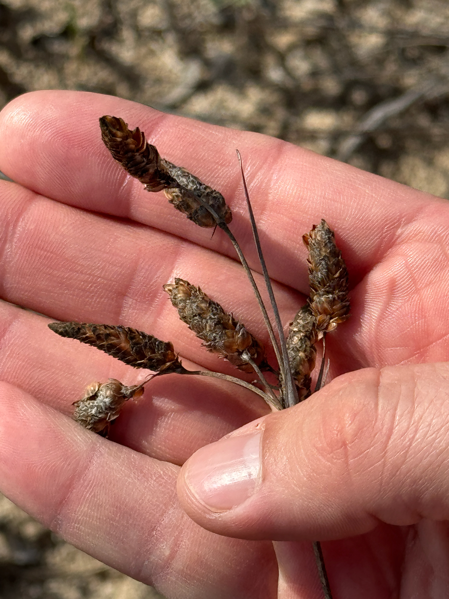 Marsh Fimbry (Fimbristylis castanea)