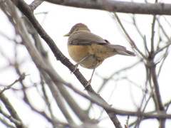 Turdus grayi