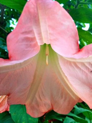 magnificent angel's trumpet