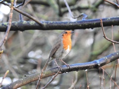 Erithacus rubecula