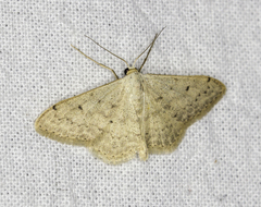 Scopula beckeraria