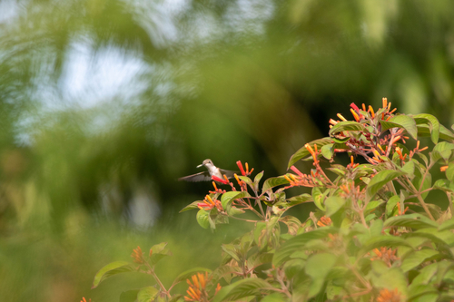 Ruby-throated Hummingbird observed by lavenderhays